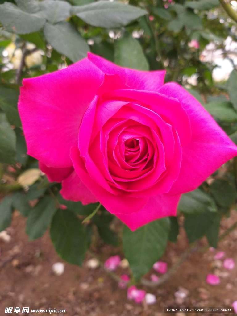 花朵花束
