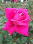 花朵花束