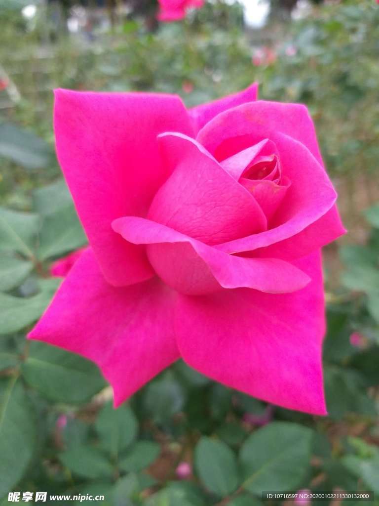 花朵花束