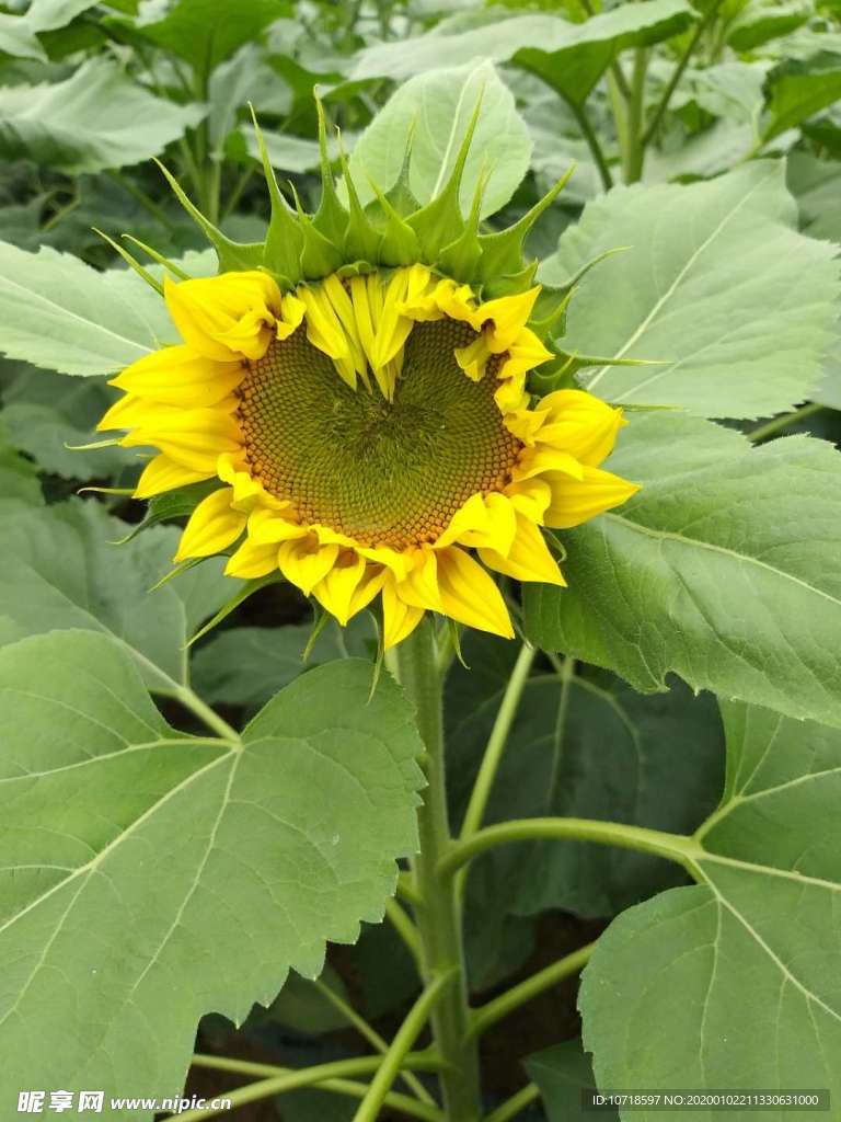 花朵花束