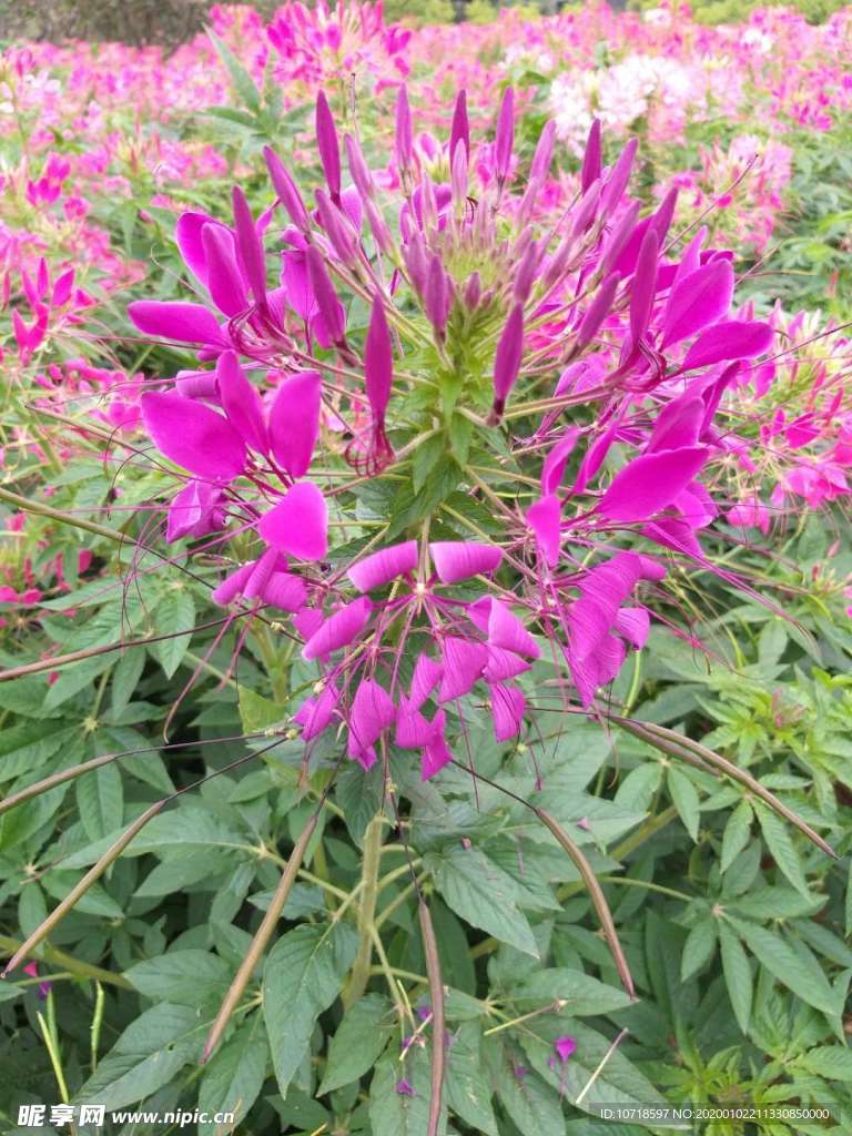 花朵花束