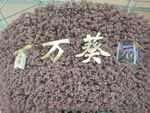 百万葵园