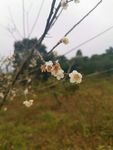 花朵花束