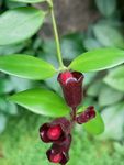 花朵花束