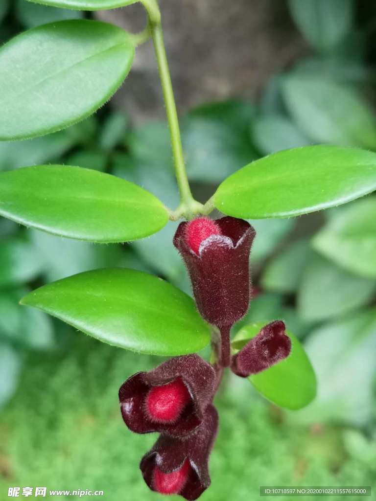 花朵花束