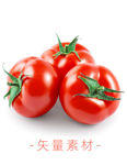番茄 西红柿