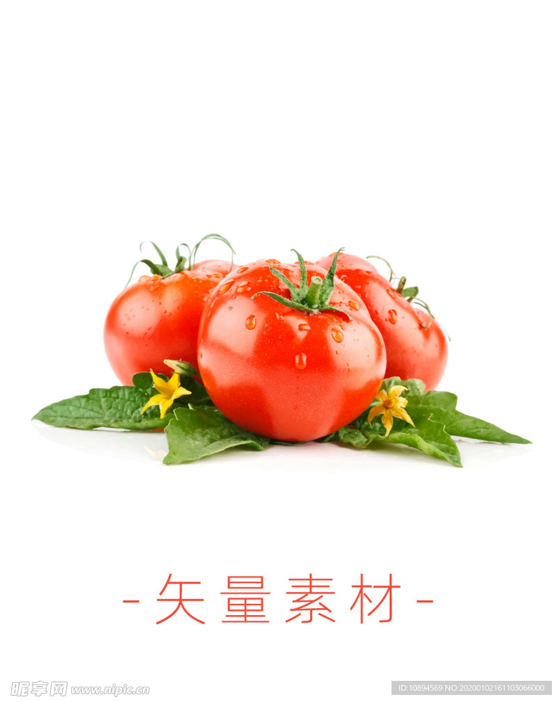 番茄 西红柿