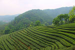 梅家坞茶园 青山 西湖龙井