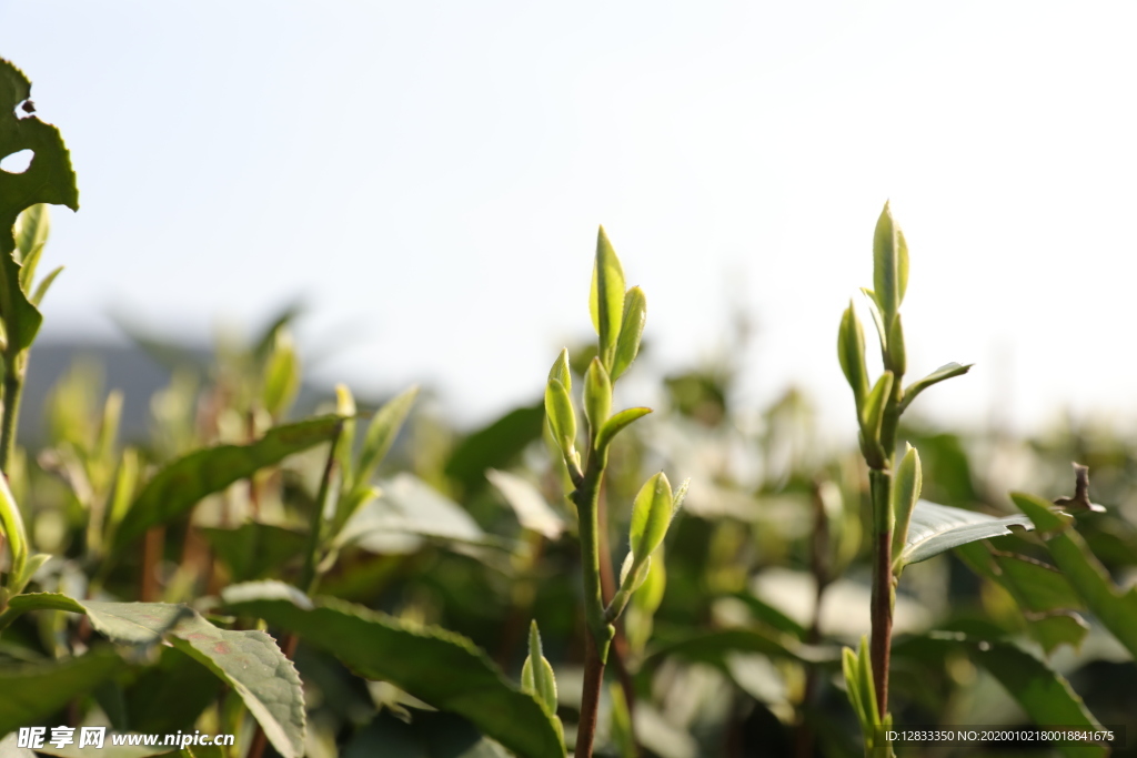 梅家坞茶园  西湖龙井茶