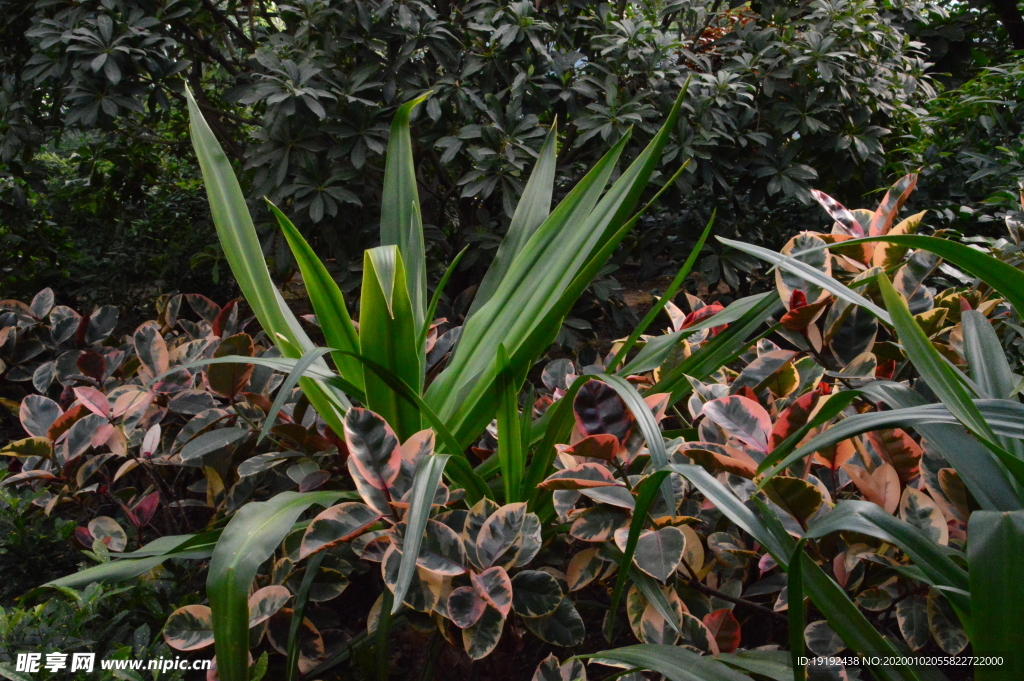 观叶植物