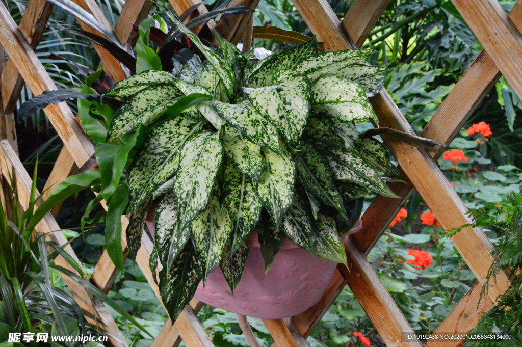 观叶植物