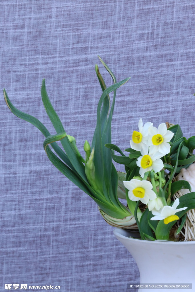 水仙花