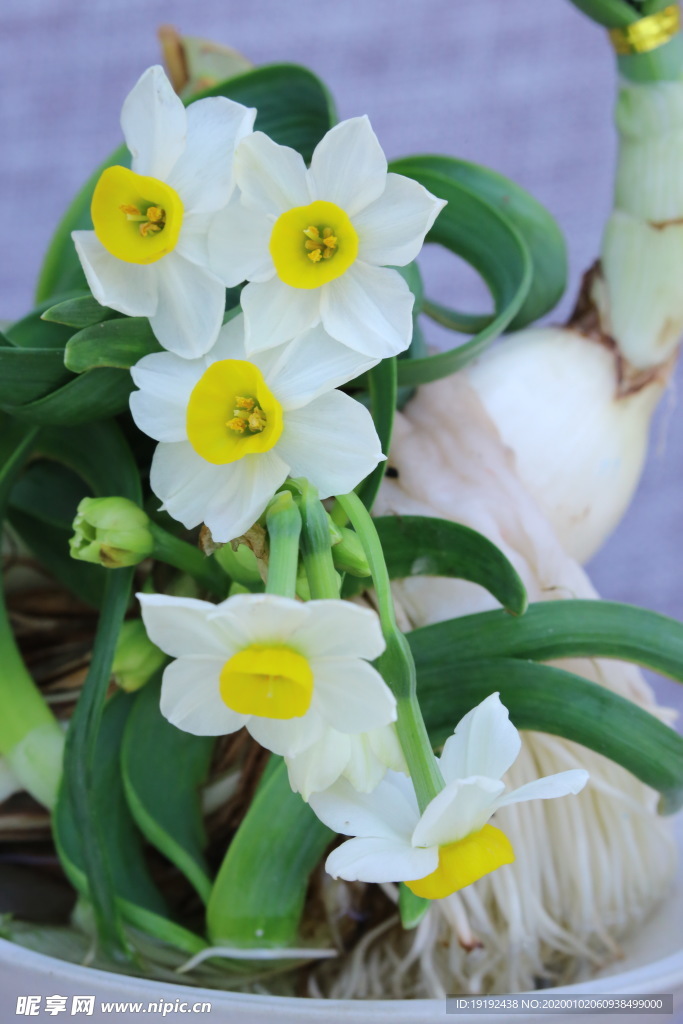 水仙花