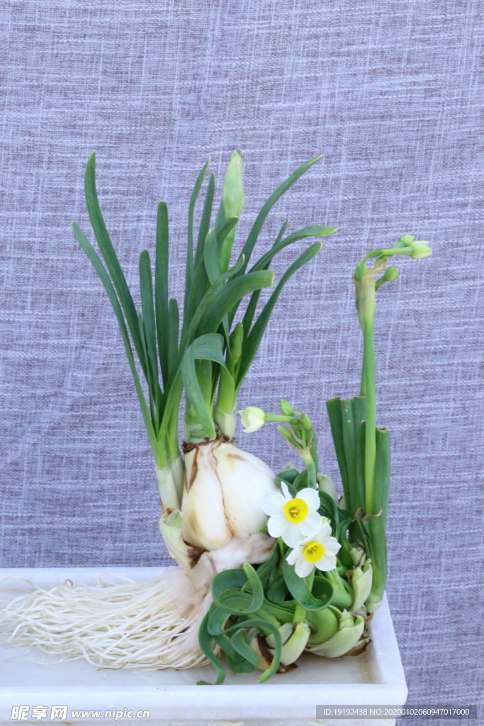 水仙花