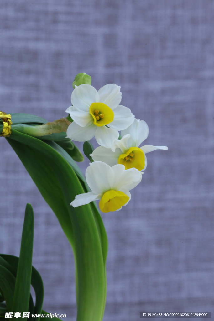 水仙花