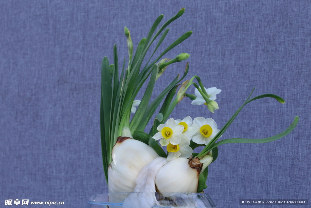 水仙花