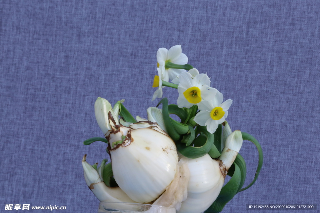 水仙花
