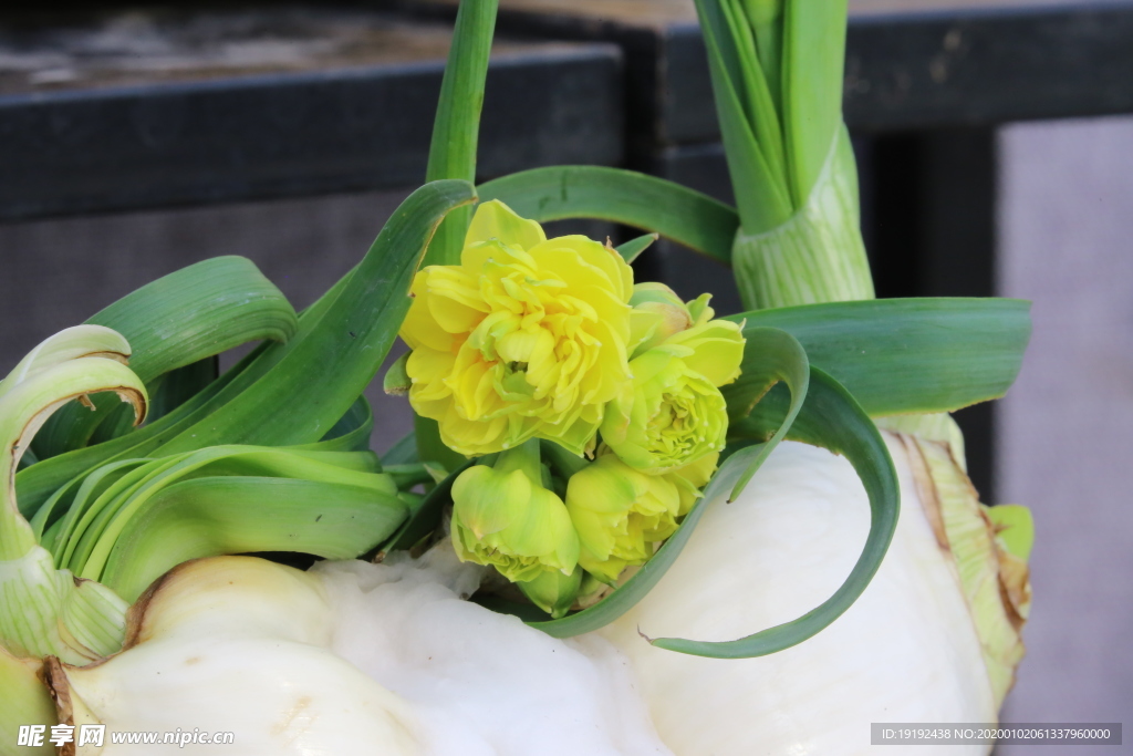 水仙花