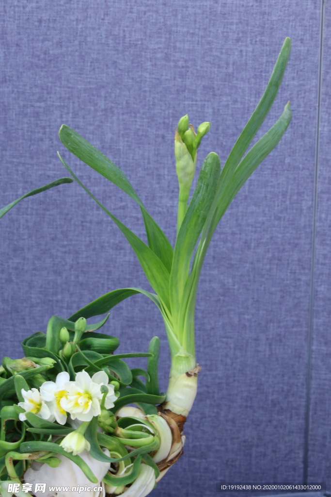 水仙花