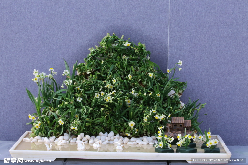 水仙花