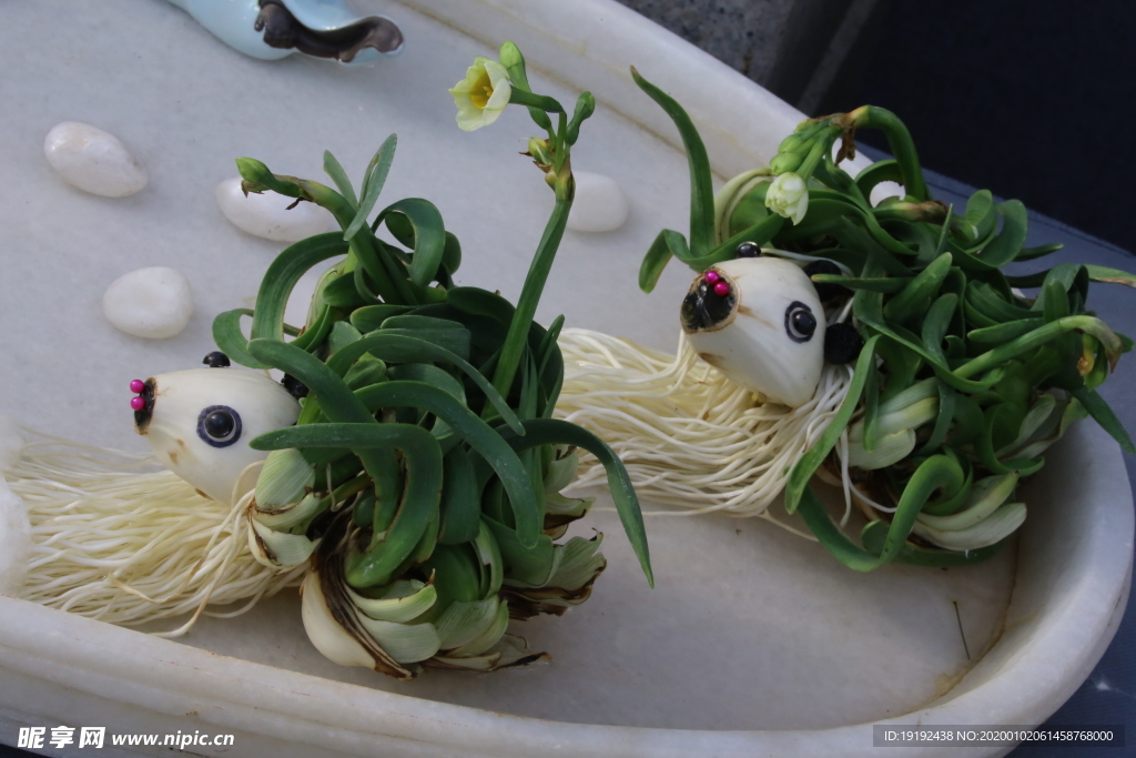水仙花