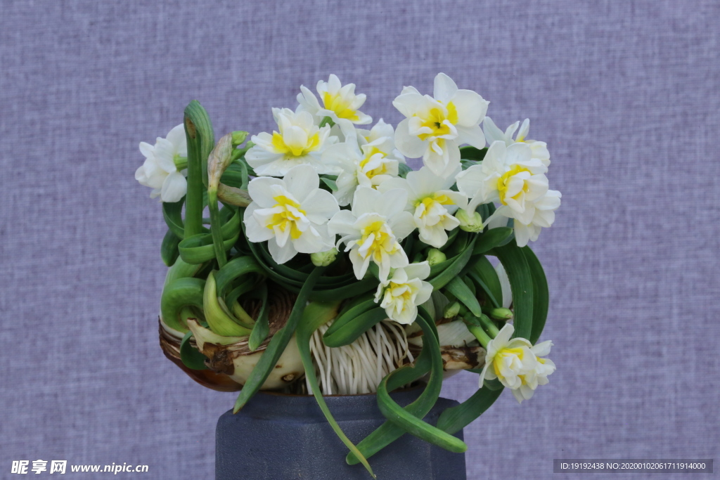 水仙花