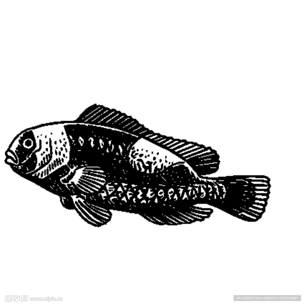 海洋生物鱼类图案