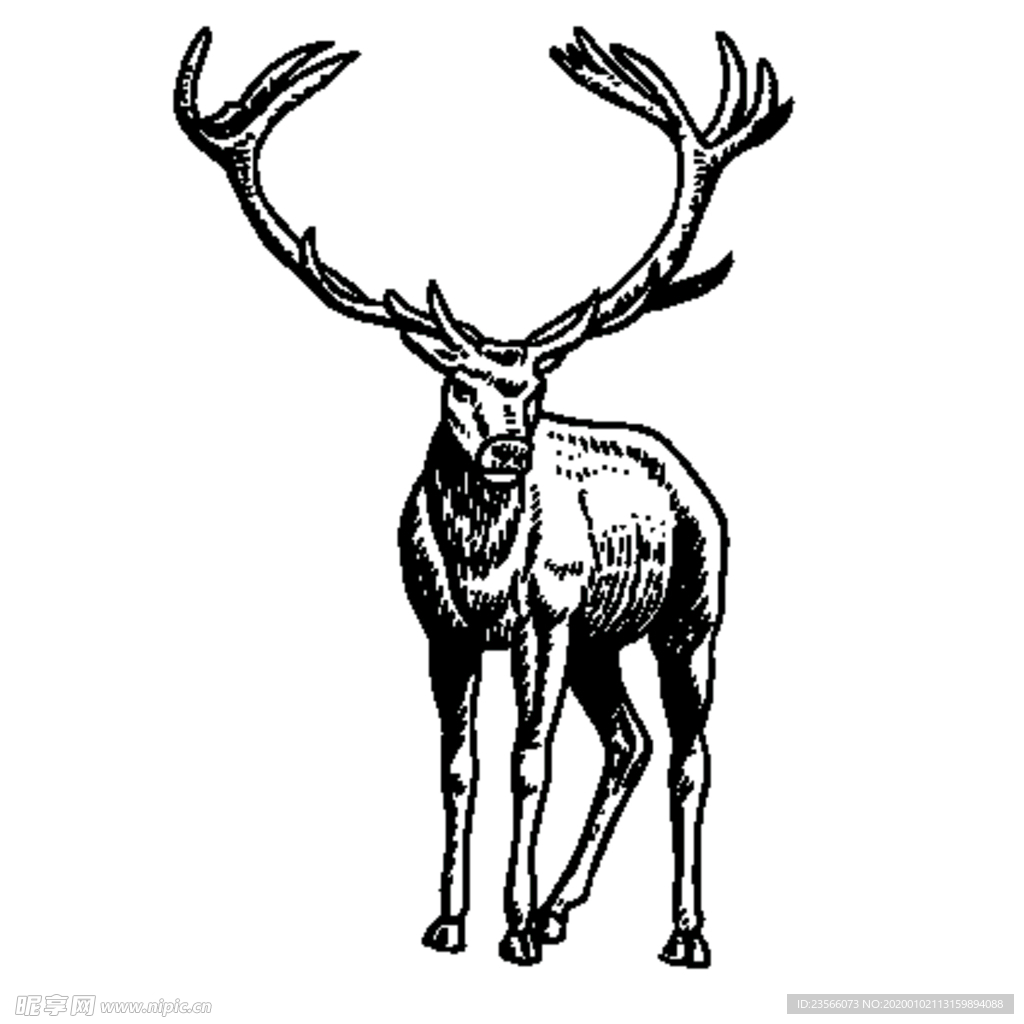 麋鹿动物插画
