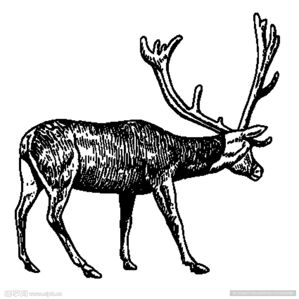 麋鹿插画