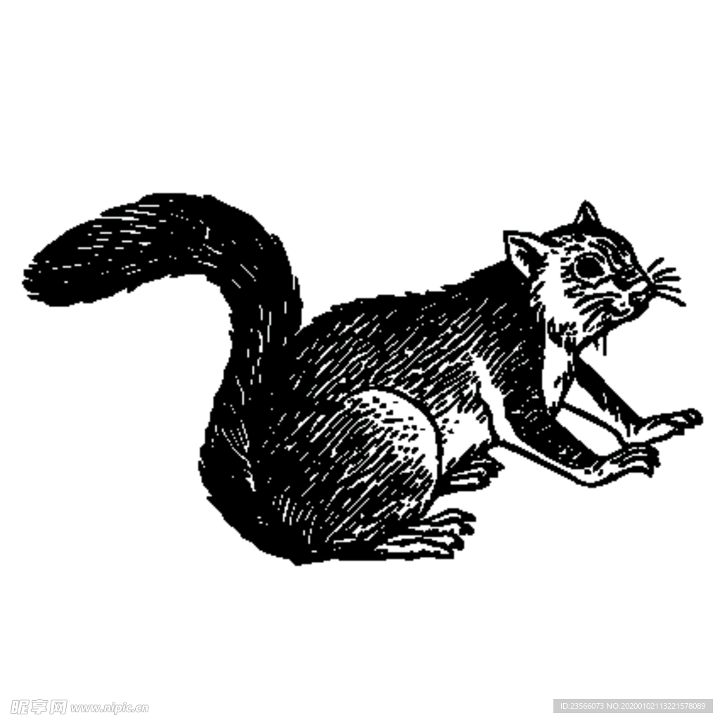 松鼠插画图案