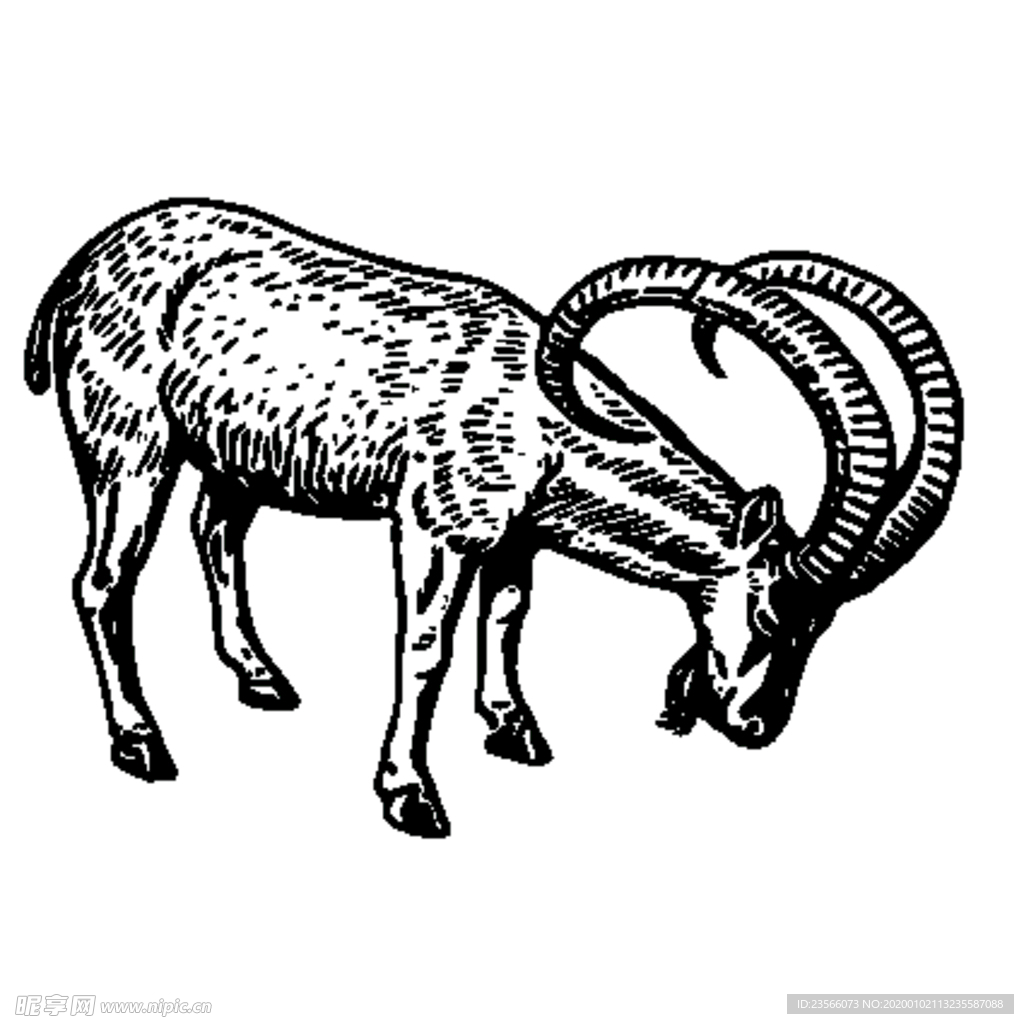 山羊素描绘画