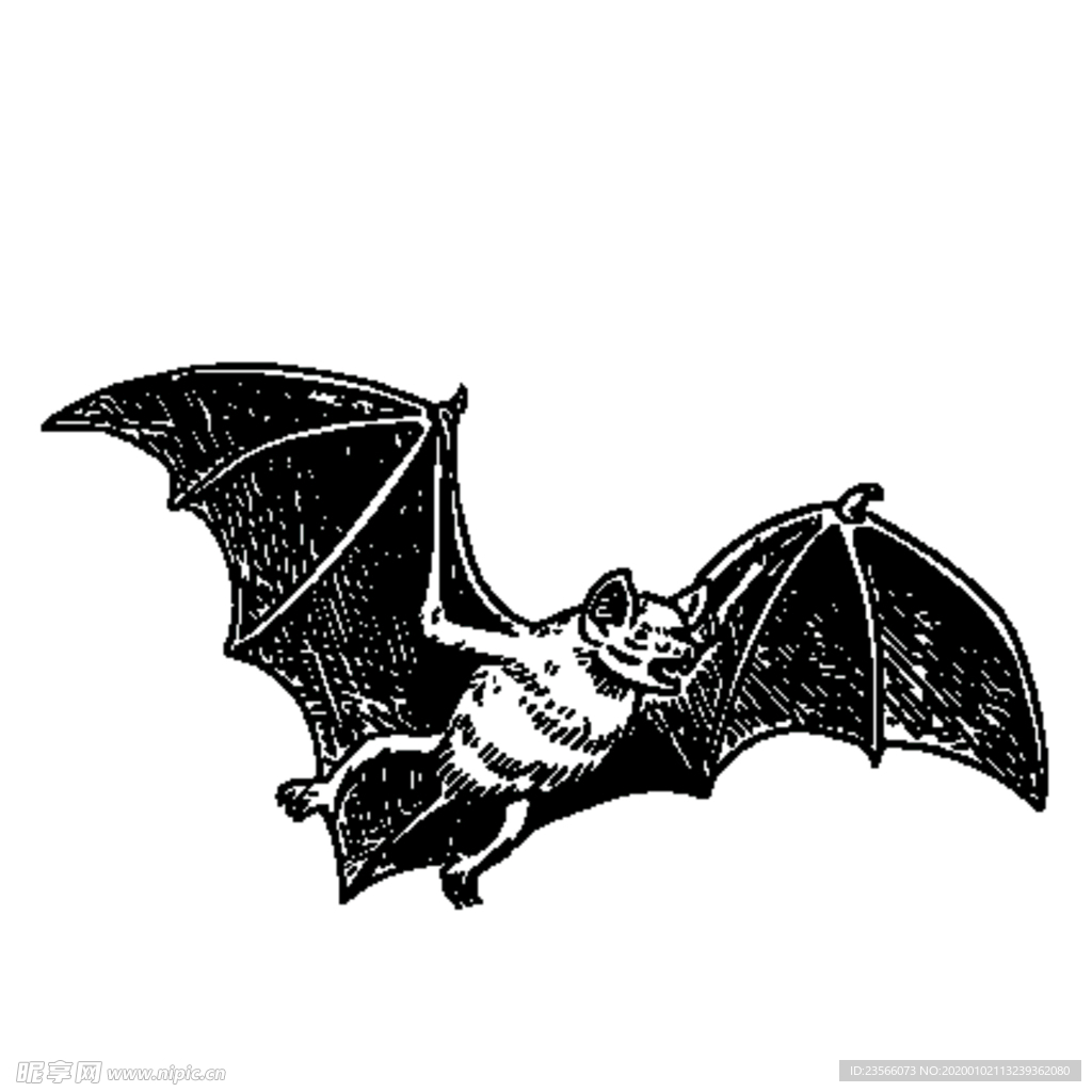 蝙蝠素描绘画
