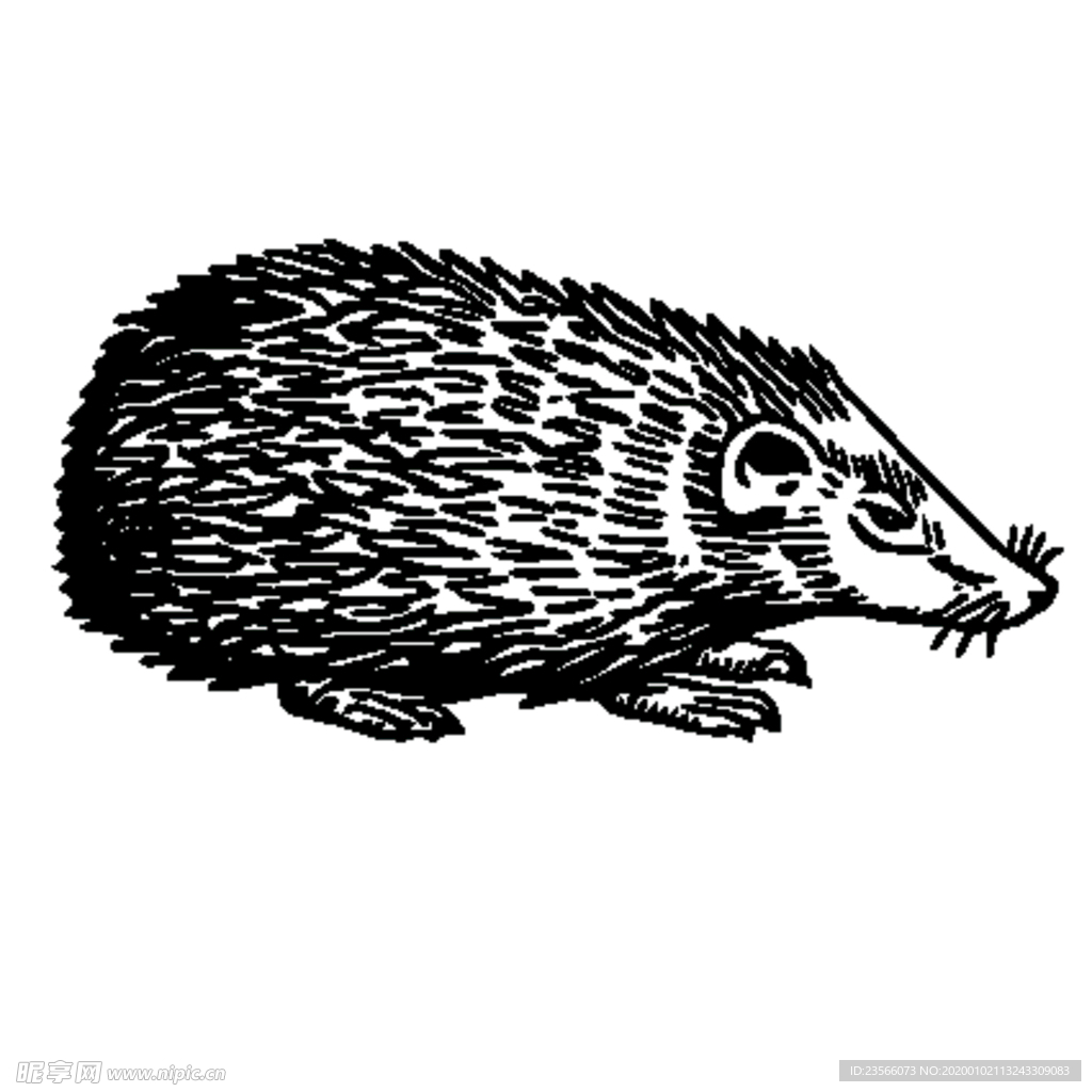 刺猬素描绘画