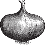 素描手绘蔬菜