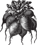 素描手绘蔬菜