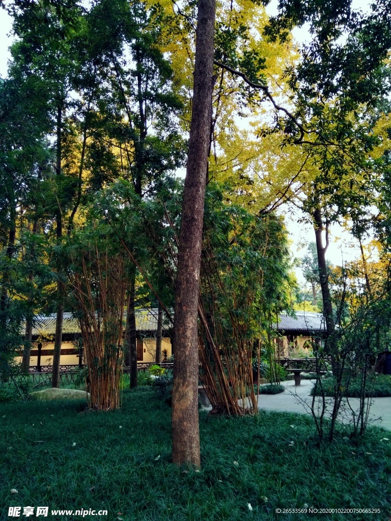 森林 大树 小草 杜甫草堂