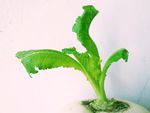 白萝卜叶子 蔬菜叶 大萝卜