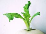 白萝卜叶子 蔬菜叶 大萝卜