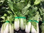 青菜 白菜 有机蔬菜