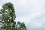 树林天空