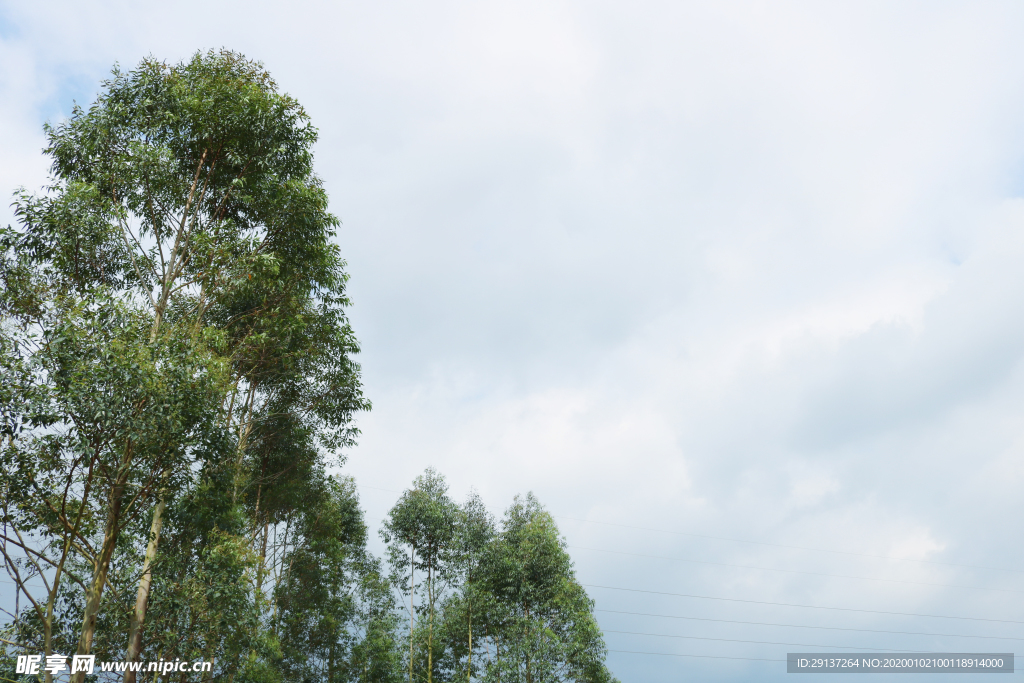 树林天空