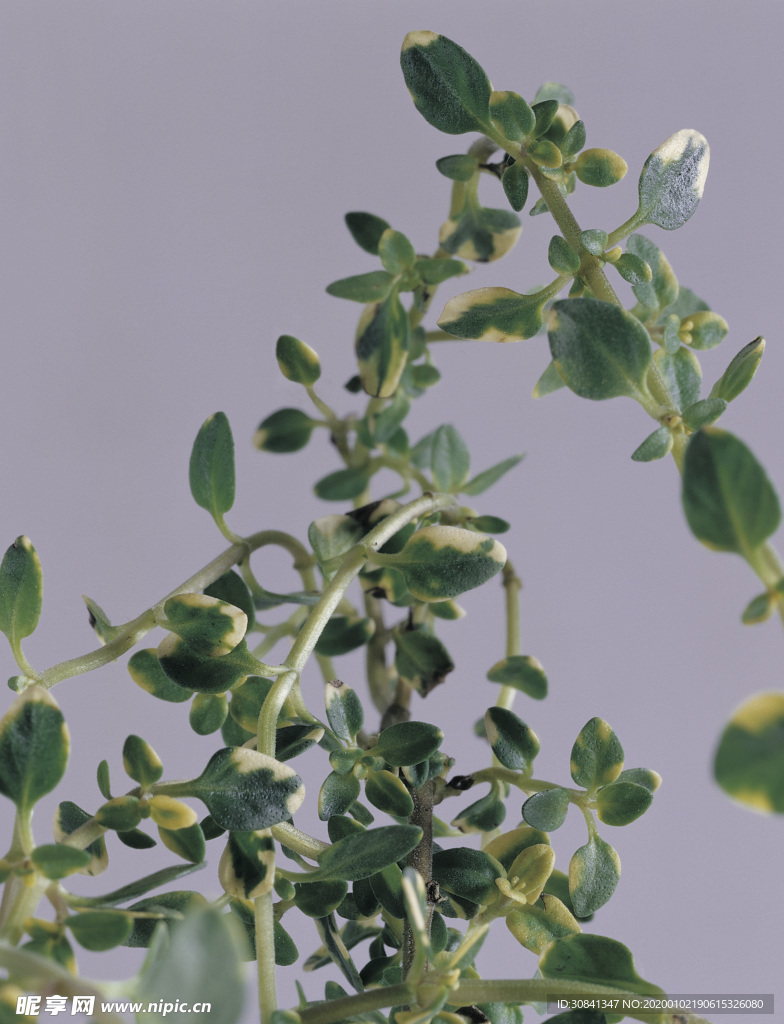 草