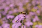 蜜蜂