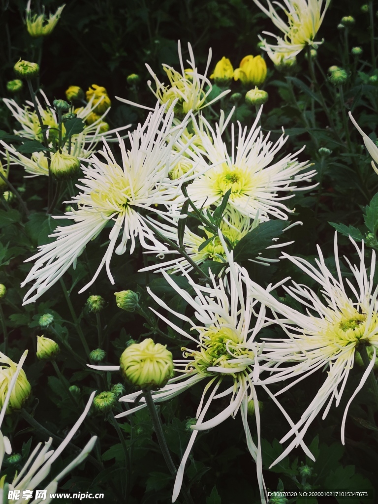 菊花