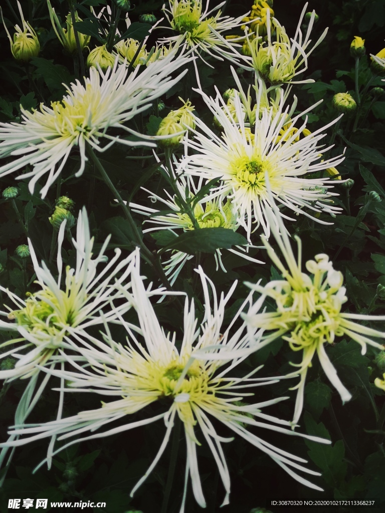 菊花
