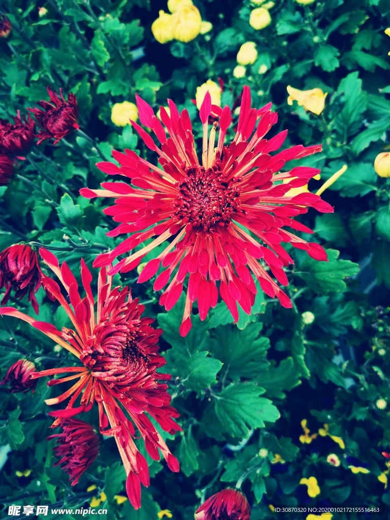 菊花