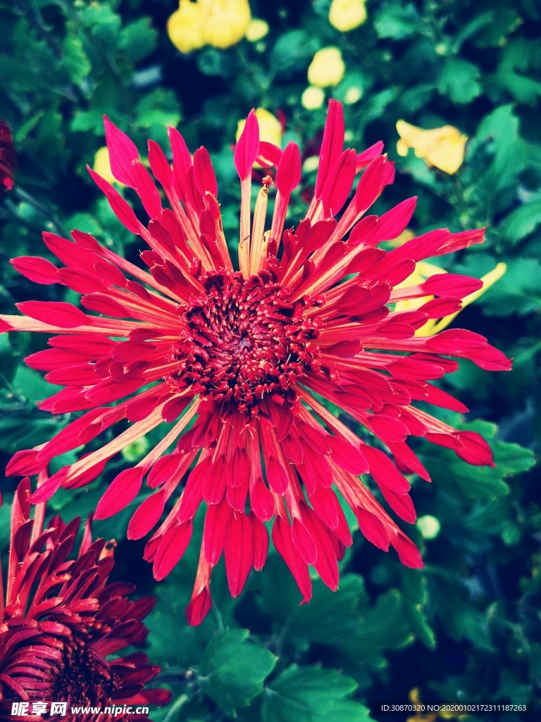 秋菊