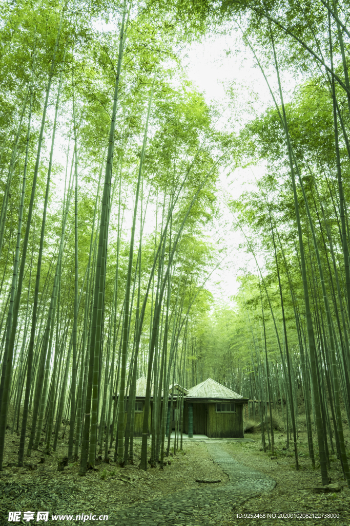 竹林