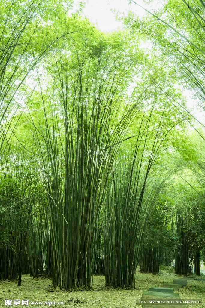 竹林
