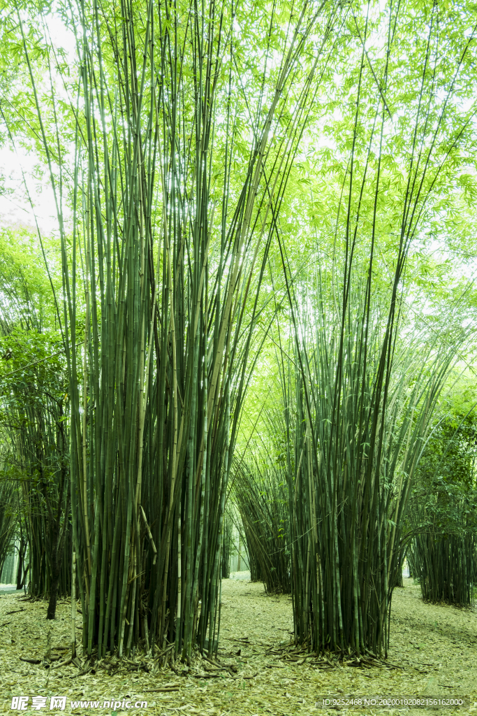 楠竹林